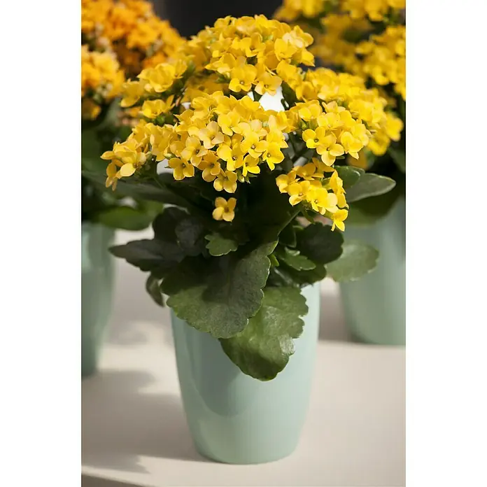 Piardino Flammendes Käthchen - Kalanchoe blossfeldiana, Topfgröße: 10,5 cm, Gelb - Stimmungsaufnahme