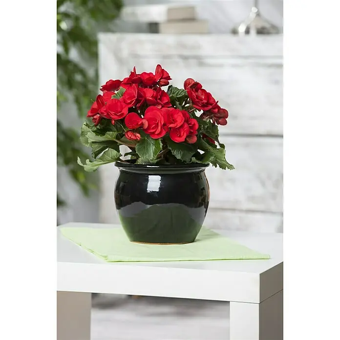 Piardino Begonie - Begonia elatior, Topfgröße: 14 cm, Rot - Stimmungsaufnahme