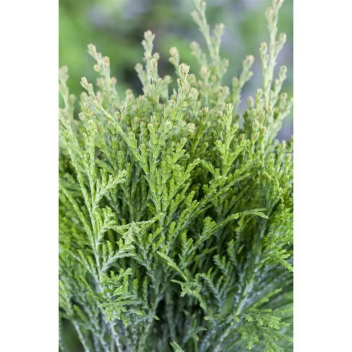 Piardino Zwerg-Lebensbaum - Topfgröße: 17 cm - Stimmungsaufnahme