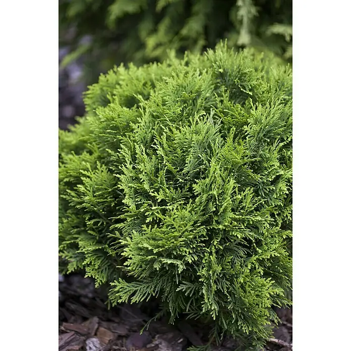 Piardino Zwerg-Lebensbaum - Topfgröße: 17 cm - Stimmungsaufnahme