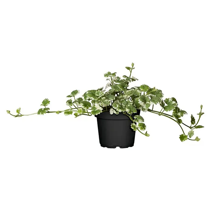 Piardino Gundermann - Glechoma hederacea, Blütenfarbe: Violett - Vorderansicht
