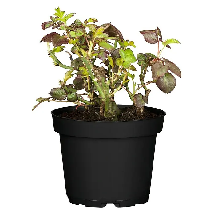 Piardino Edelrose - Rosa 'Nostalgie'®, Weiß/Rot - Vorderansicht