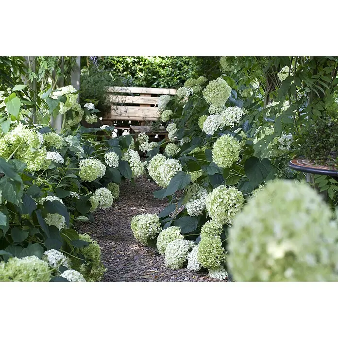 Piardino Ballhortensie 'Annabelle' - Hydrangea arborescens 'Annabelle', Topfgröße: 23 cm, Cremeweiß - Stimmungsaufnahme