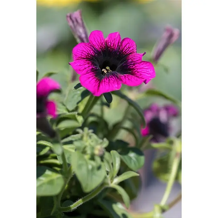 Piardino Pflanzen-Mix Beet & Balkon - Antirrhinum majus, Cosmea, Gypsophila muralis - Stimmungsaufnahme