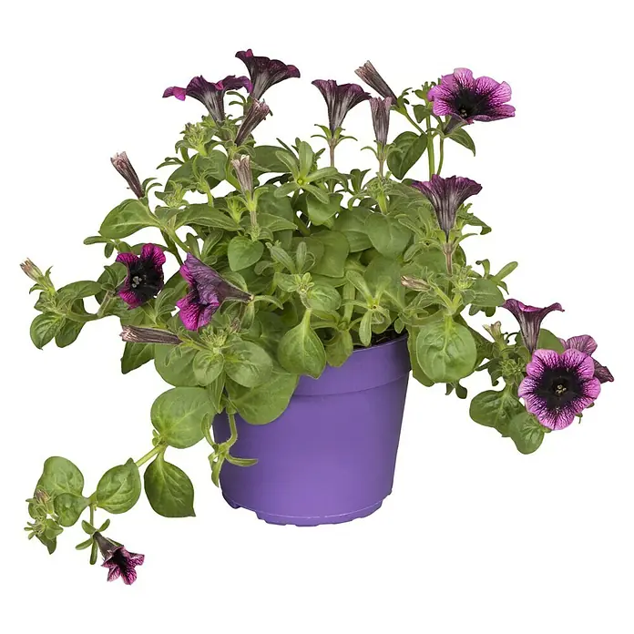 Piardino Pflanzen-Mix Beet & Balkon - Antirrhinum majus, Cosmea, Gypsophila muralis - Vorderansicht