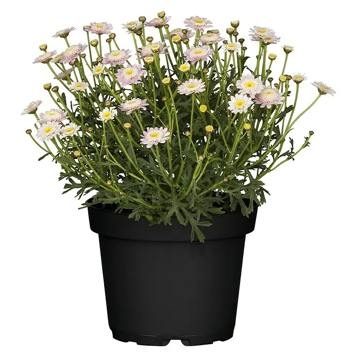Piardino Pflanzen-Mix Beet & Balkon - Antirrhinum majus, Cosmea, Gypsophila muralis - Vorderansicht