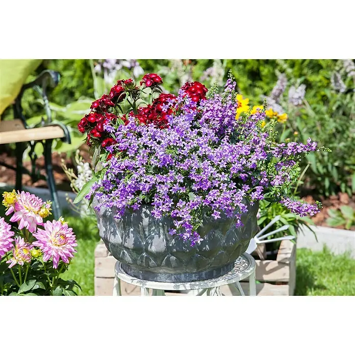 Piardino Polsterglockenblume - Campanula porscharskyana, Violett - Stimmungsaufnahme