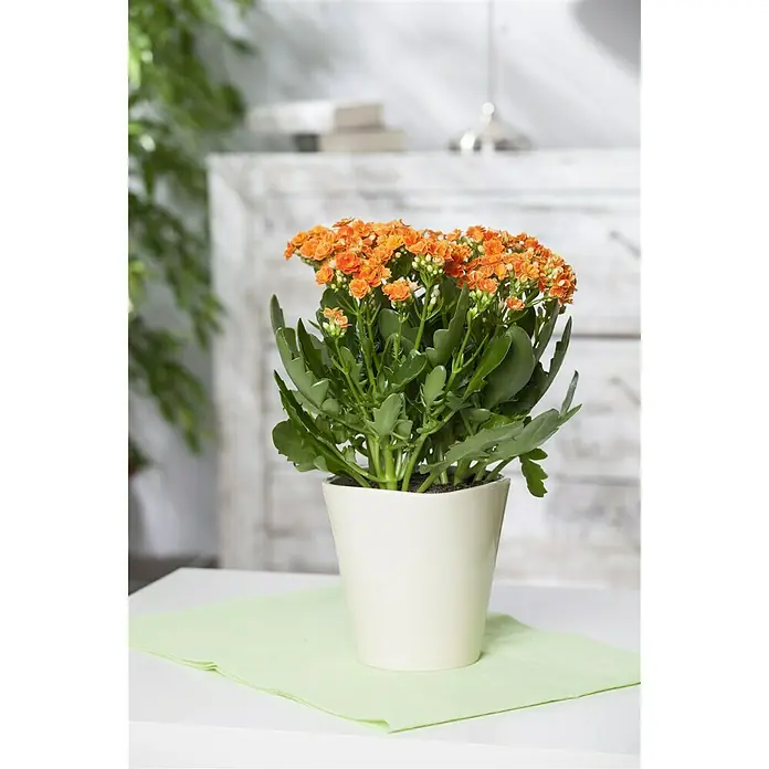 Piardino Flammendes Käthchen - Kalanchoe blossfeldiana, Topfgröße: 10,5 cm, Orange - Stimmungsaufnahme
