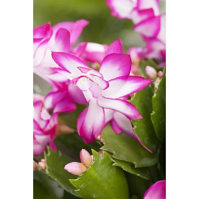 Piardino Weihnachtskaktus - Schlumbergera bridgesii, Topfgröße: 12 cm, Sortenabhängig - Stimmungsaufnahme