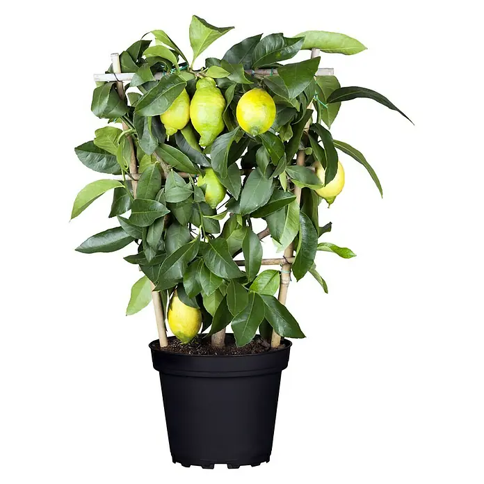 Piardino Limonero - Citrus limon - Vista frontal