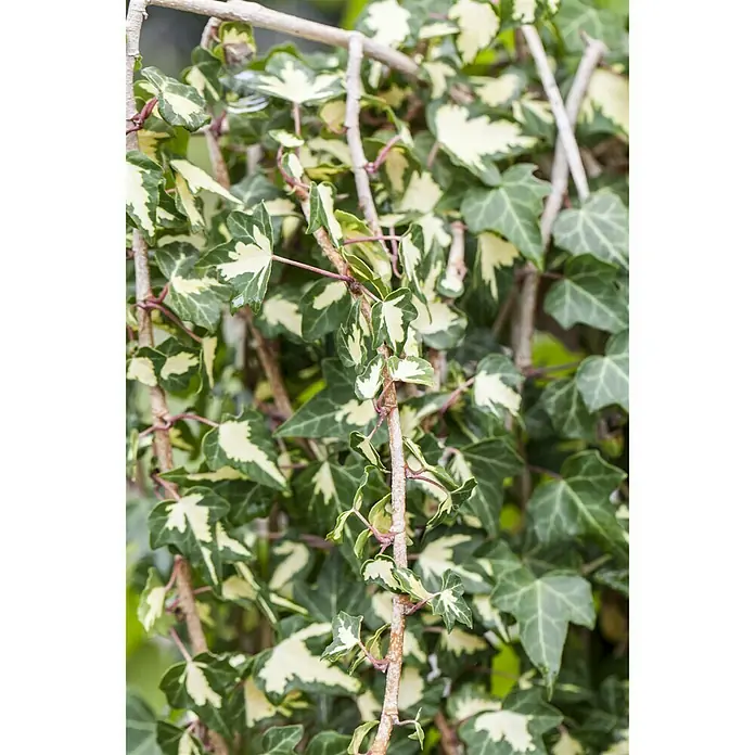 Piardino Efeu - Hedera helix, Topfgröße: 2 l - Stimmungsaufnahme
