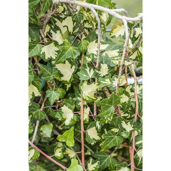 Piardino Efeu - Hedera helix, Topfgröße: 2 l - Stimmungsaufnahme