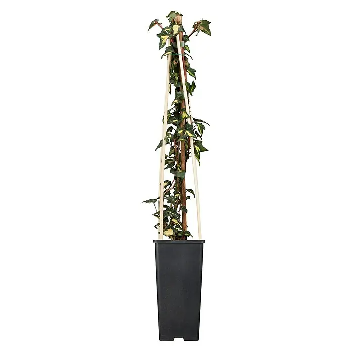 Piardino Efeu - Hedera helix, Topfgröße: 2 l - Vorderansicht