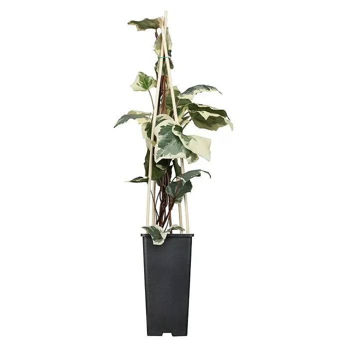 Piardino Efeu - Hedera helix, Topfgröße: 2 l - Vorderansicht