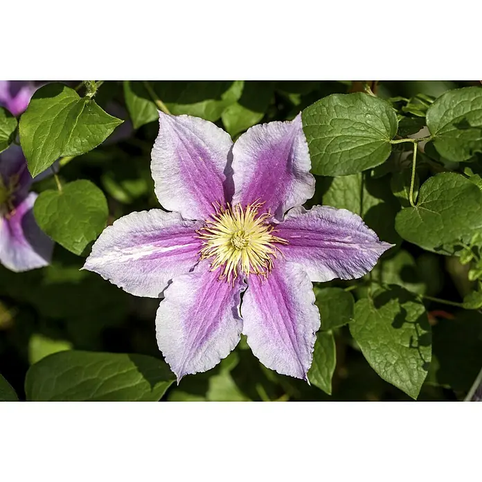 Piardino Waldrebe - Clematis Hybriden - Stimmungsaufnahme