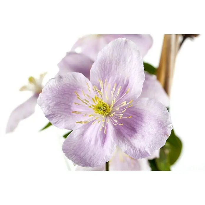 Piardino Waldrebe - Clematis montana, Blütenfarbe: Weiß - Stimmungsaufnahme