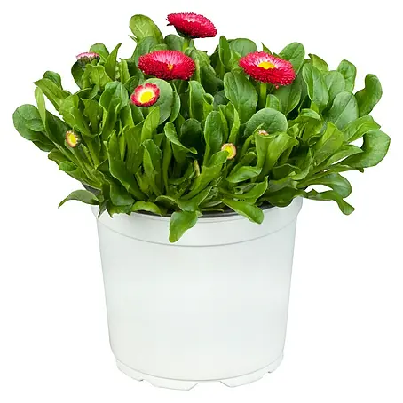 Piardino  Gänseblümchen