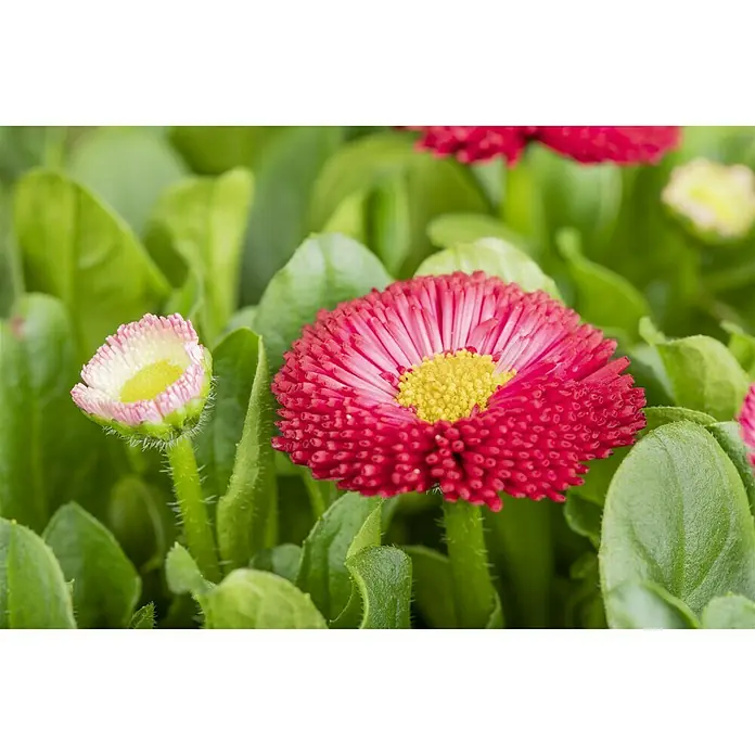 Piardino Gänseblümchen - Bellis perennis, Topfgröße: 13 cm, Sortenabhängig, Rosa, Rot, Weiß - Stimmungsaufnahme