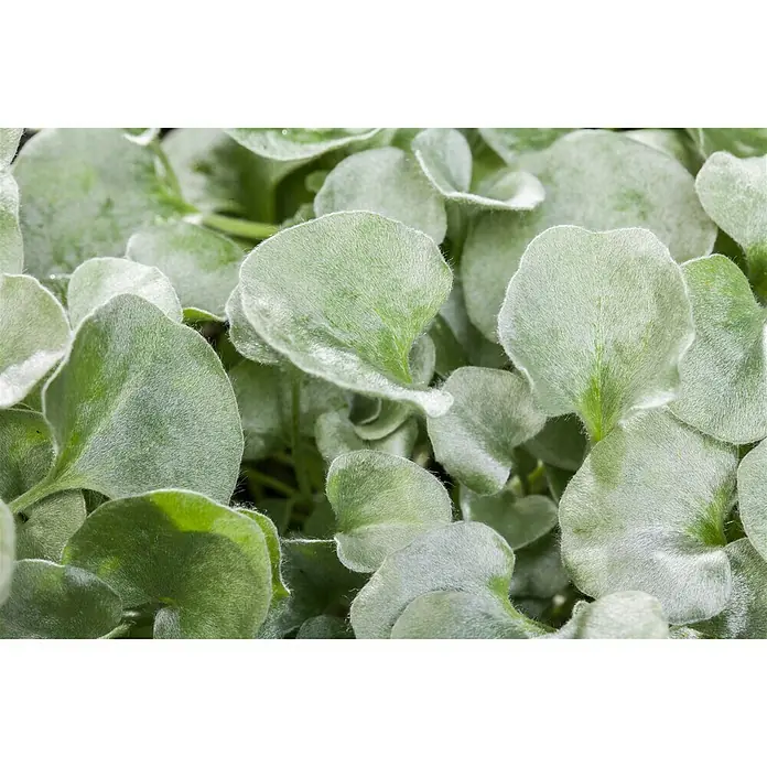 Piardino Silberregen - Dichondra argentea 'Silver Falls', Blütenfarbe: Gelbgrün - Stimmungsaufnahme
