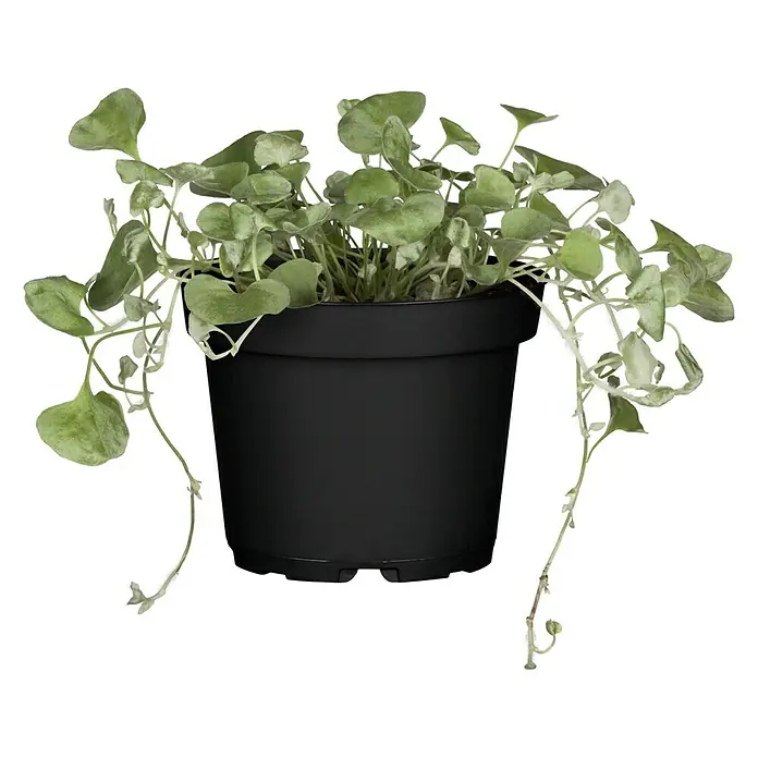 Piardino Silberregen - Dichondra argentea 'Silver Falls', Blütenfarbe: Gelbgrün - Vorderansicht