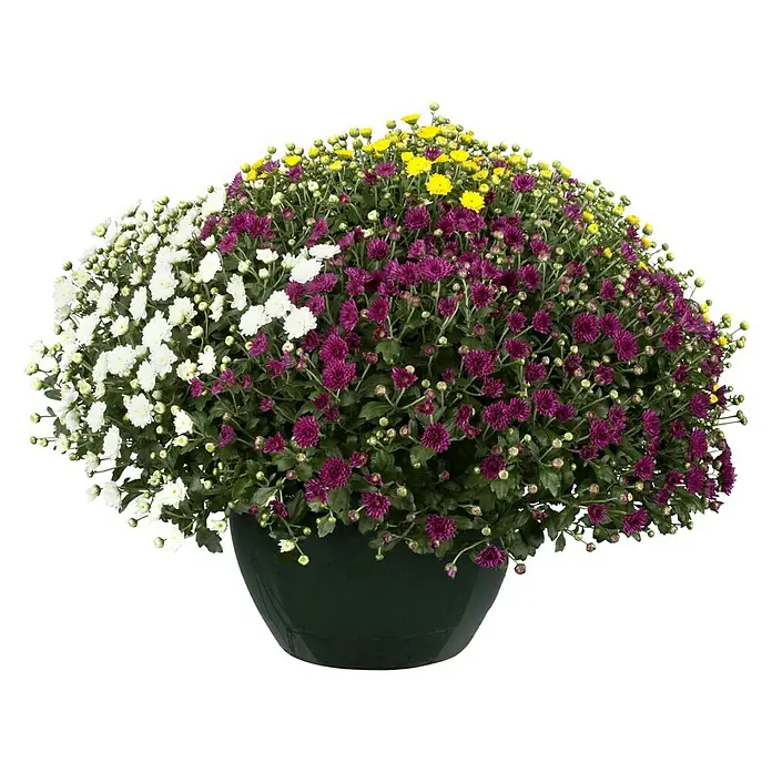 Piardino Crisantemo - Chrysanthemum Hybride, Tamaño de maceta: 25 cm - Vista frontal