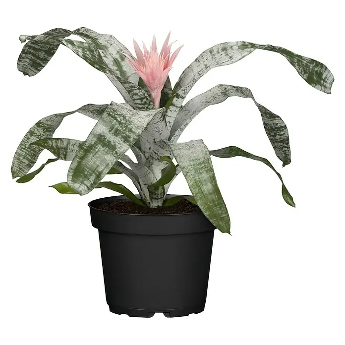 Piardino Bromelie - Bromelia , Topfgröße: 12 cm - Vorderansicht