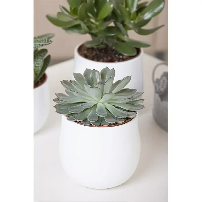 Piardino Echeverie - Echeveria pulidonis, Topfgröße: 12 cm, Grün/Grau/Rot - Stimmungsaufnahme
