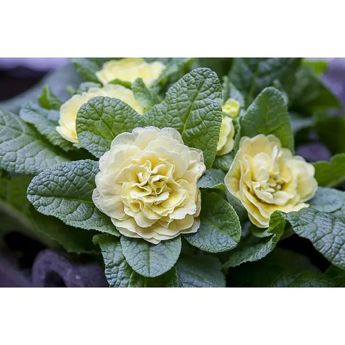 Piardino Primel Belarina - Primula acaulis, Topfgröße: 13 cm - Stimmungsaufnahme