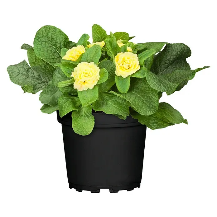 Piardino Primel Belarina - Primula acaulis, Topfgröße: 13 cm - Vorderansicht