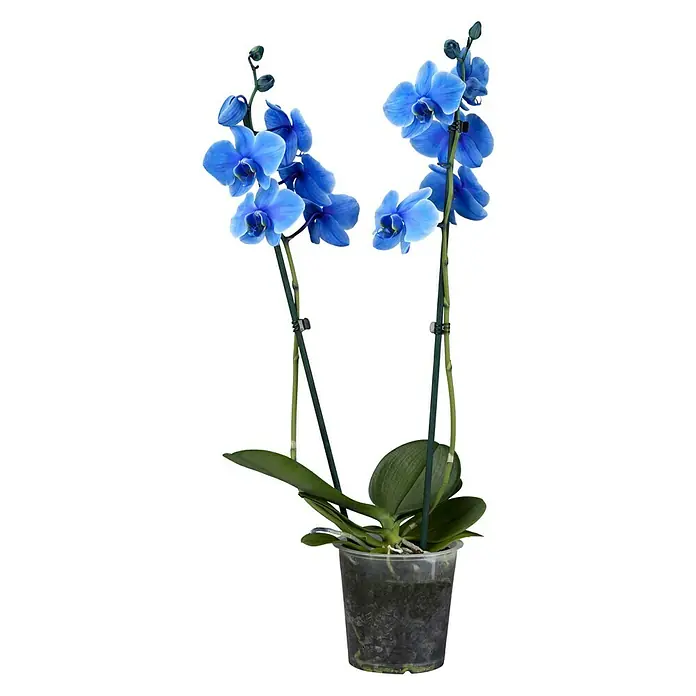 Piardino Orquídea mariposa - Phalaenopsis, Tamaño de maceta: 12 cm, En función de la variedad, Número de brotes: 2 ud., En posición vertical - Vista frontal