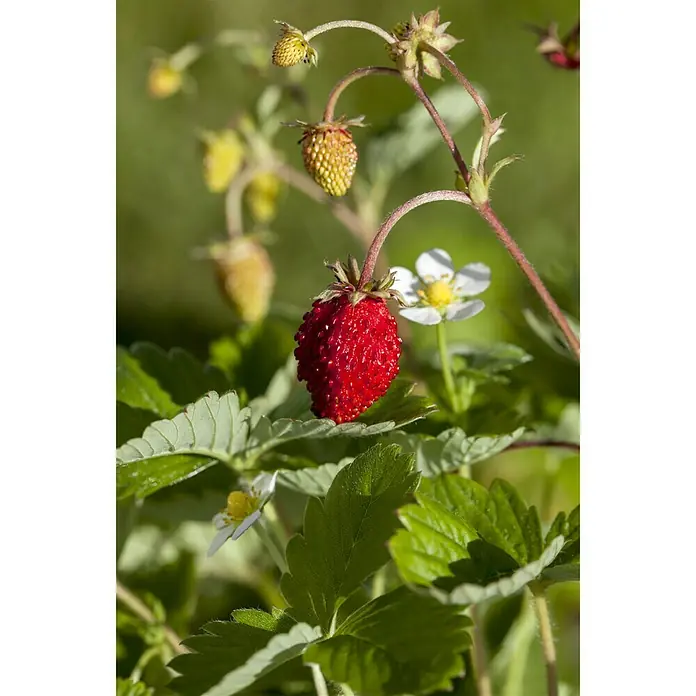 Piardino Fresas mensuales - Fragaria vesca var. semperflorens, 8 ud., Cosecha: Mayo - Octubre - Foto ambiente