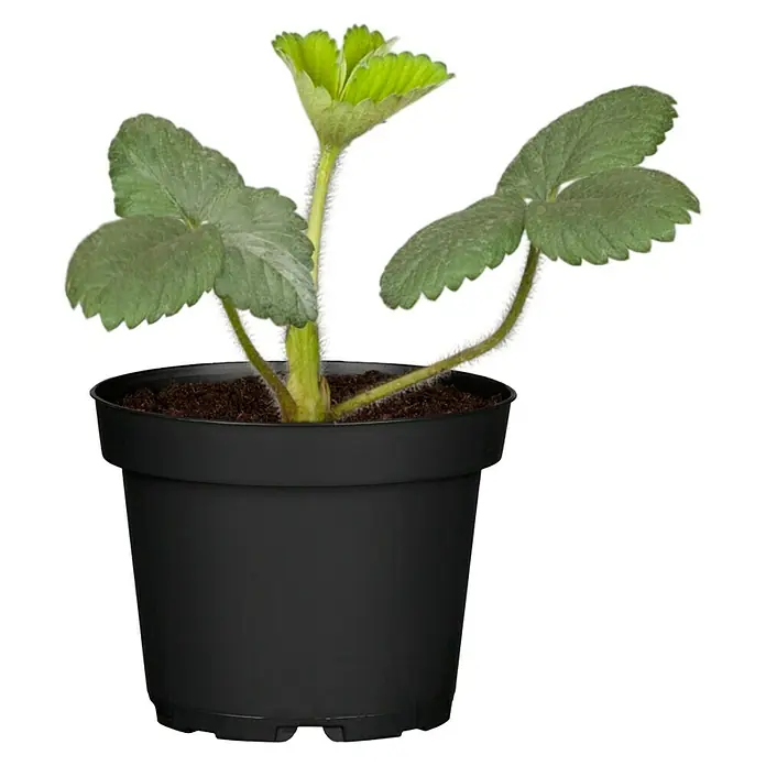 Piardino Fresas mensuales - Fragaria vesca var. semperflorens, 8 ud., Cosecha: Mayo - Octubre - Vista frontal