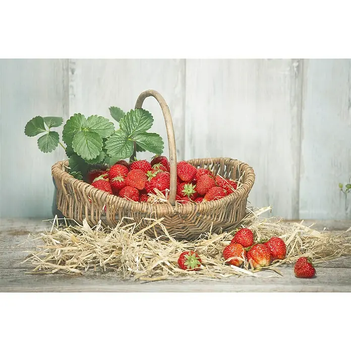 Piardino Fresas - Fragaria x ananassa, 8 ud., Cosecha: Mayo - Foto ambiente