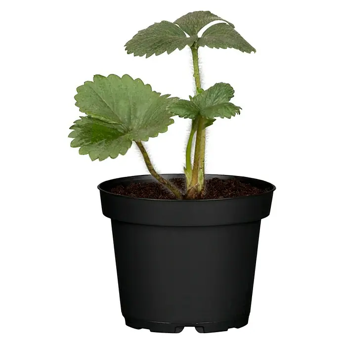 Piardino Fresas - Fragaria x ananassa, 8 ud., Cosecha: Mayo - Vista frontal