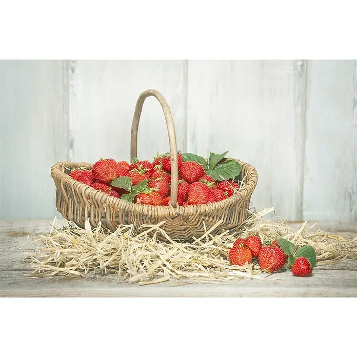 Piardino Fresas - Fragaria x ananassa, 8 ud., Cosecha: Mayo - Junio - Foto ambiente