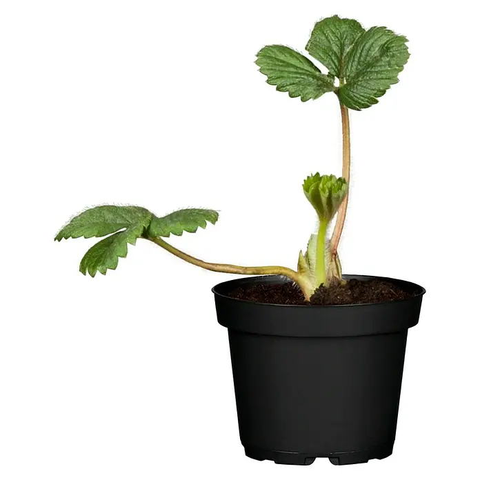 Piardino Fresas - Fragaria x ananassa, 8 ud., Cosecha: Mayo - Junio - Vista frontal