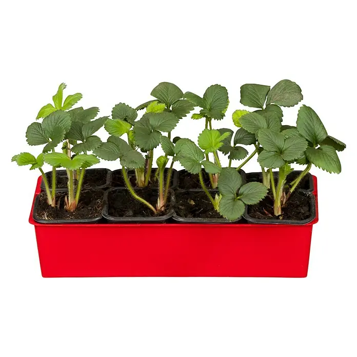 Piardino Fresas - Fragaria x ananassa, 8 ud., Cosecha: Mayo - Junio - Vista frontal