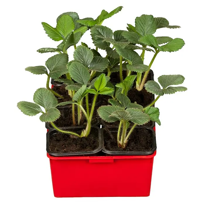 Piardino Fresas - Fragaria x ananassa, 8 ud., Cosecha: Mayo - Julio - Vista frontal