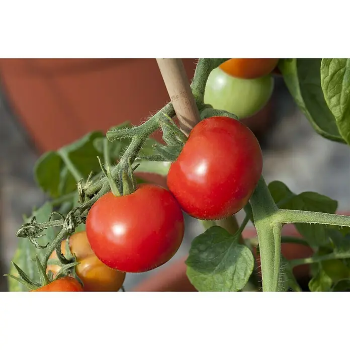 Piardino Tomate - Lycopersicum esculentum Sportivo F1, 12 cm, Cosecha: Julio - Octubre - Foto ambiente