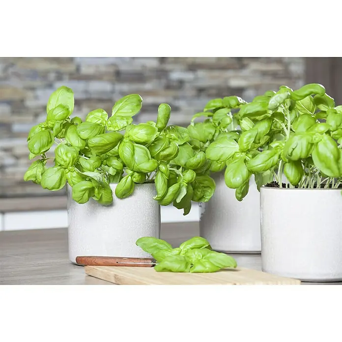 Piardino Basilikum Bio - Ocimum basilicum - Stimmungsaufnahme