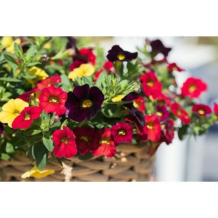 Piardino Zauberglöckchen - Calibrachoa, Blütenfarbe: Bunt - Stimmungsaufnahme