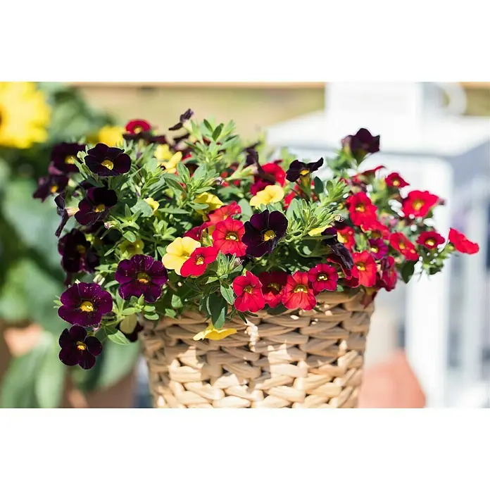 Piardino Zauberglöckchen - Calibrachoa, Blütenfarbe: Bunt - Stimmungsaufnahme