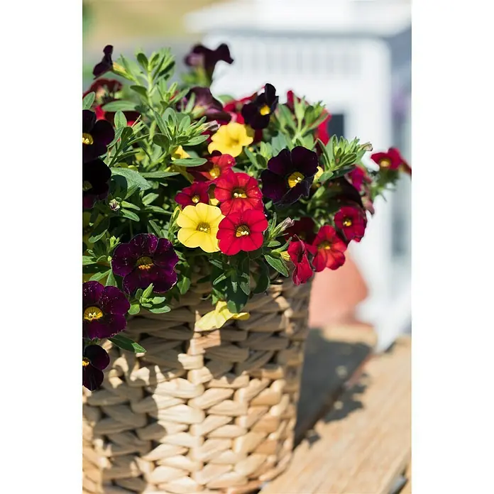 Piardino Zauberglöckchen - Calibrachoa, Blütenfarbe: Bunt - Stimmungsaufnahme