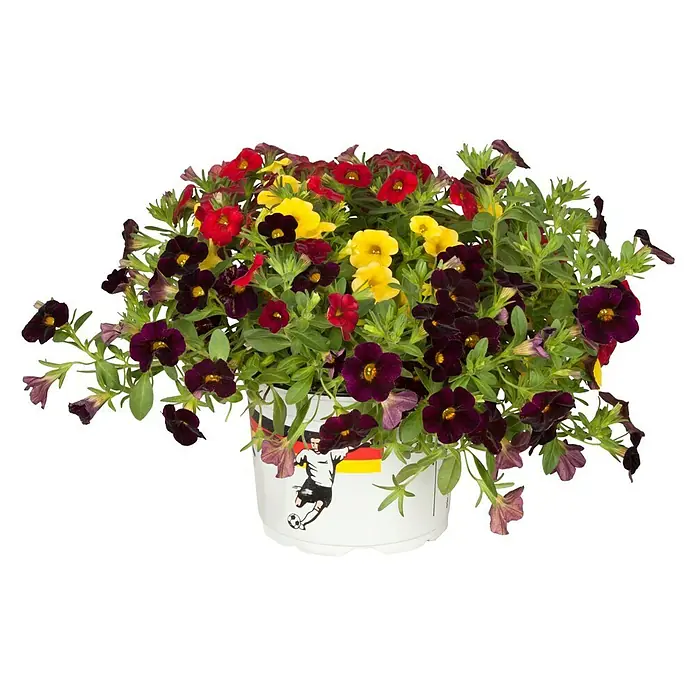 Piardino Zauberglöckchen - Calibrachoa, Blütenfarbe: Bunt - Vorderansicht