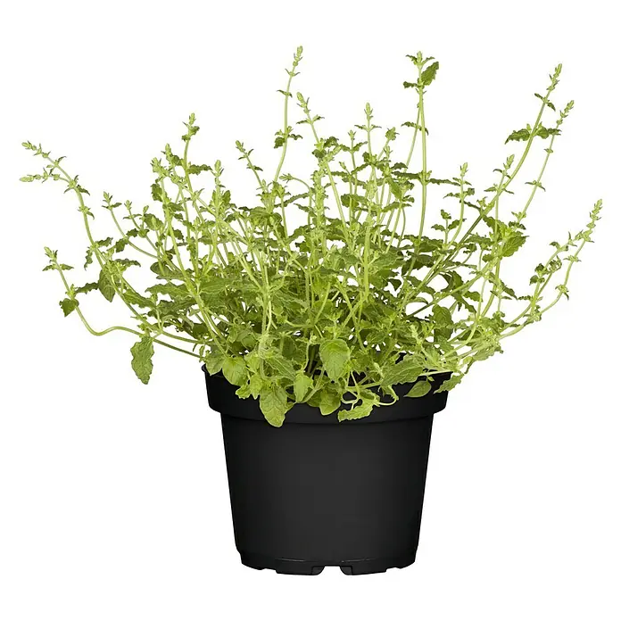Piardino Duftnessel Limo-Pflanze - Agastache mexicana, Topfgröße: 12 cm, Hellviolett - Vorderansicht