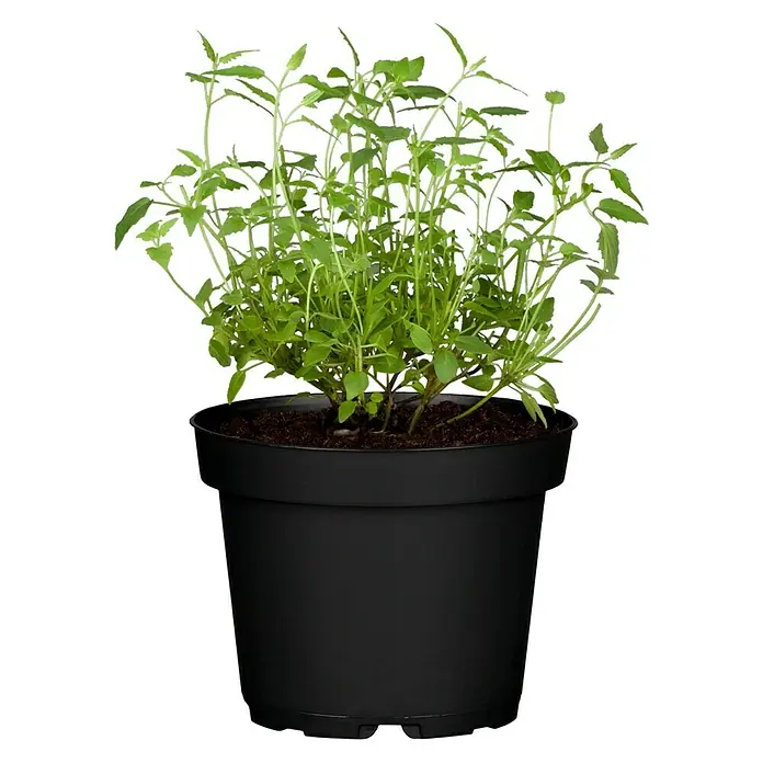 Piardino Duftnessel Limo-Pflanze - Agastache mexicana, Topfgröße: 12 cm, Hellviolett - Vorderansicht