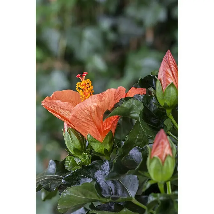 Piardino Garteneibisch - Hibiscus sinensis, Topfgröße: 13 cm, Orange - Stimmungsaufnahme