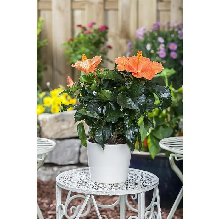 Piardino Garteneibisch - Hibiscus sinensis, Topfgröße: 13 cm, Orange - Stimmungsaufnahme
