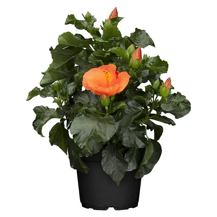 Piardino Garteneibisch - Hibiscus sinensis, Topfgröße: 13 cm, Orange - Vorderansicht