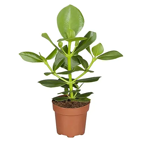 Piardino  Mamey silvestre